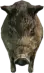 Boar (a_c_boar) GTA V ped model