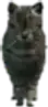 Cat (a_c_cat_01) GTA V ped model