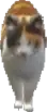 (a_c_cat_02) GTA V ped model