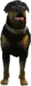 (a_c_chop) GTA V ped model