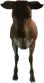 Cow (a_c_cow) GTA V ped model