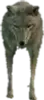 Coyote (a_c_coyote) GTA V ped model