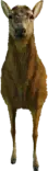 Deer (a_c_deer) GTA V ped model