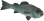 (a_c_fish) GTA V ped model