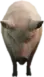 Pig (a_c_pig) GTA V ped model