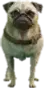 Pug (a_c_pug) GTA V ped model