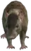 (a_c_rat) GTA V ped model