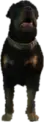 Rottweiler (a_c_rottweiler) GTA V ped model