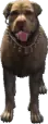 (a_c_rottweiler_02) GTA V ped model